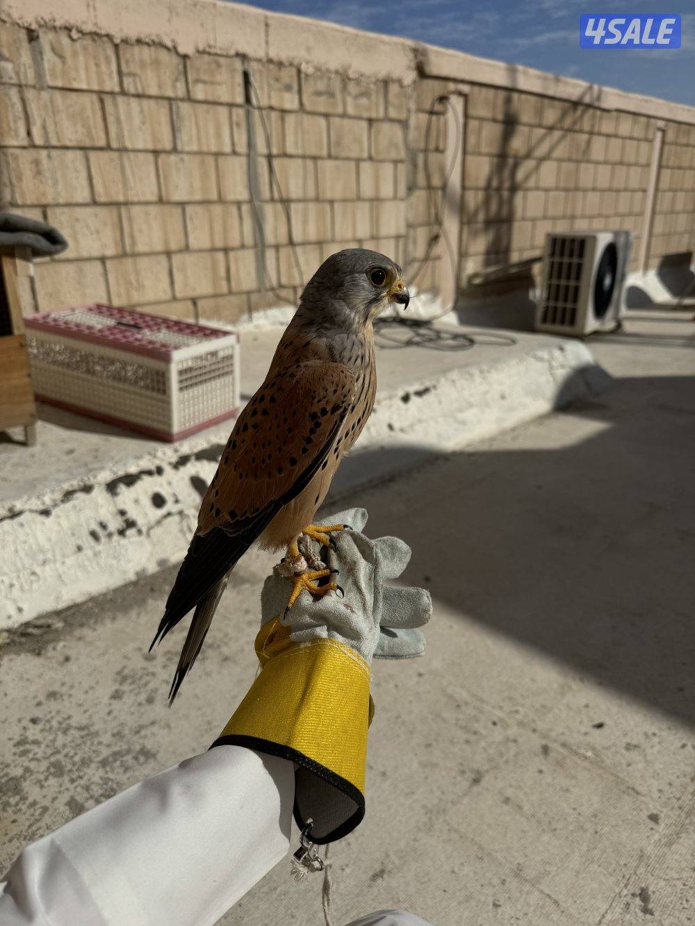 للبيع بأشق2