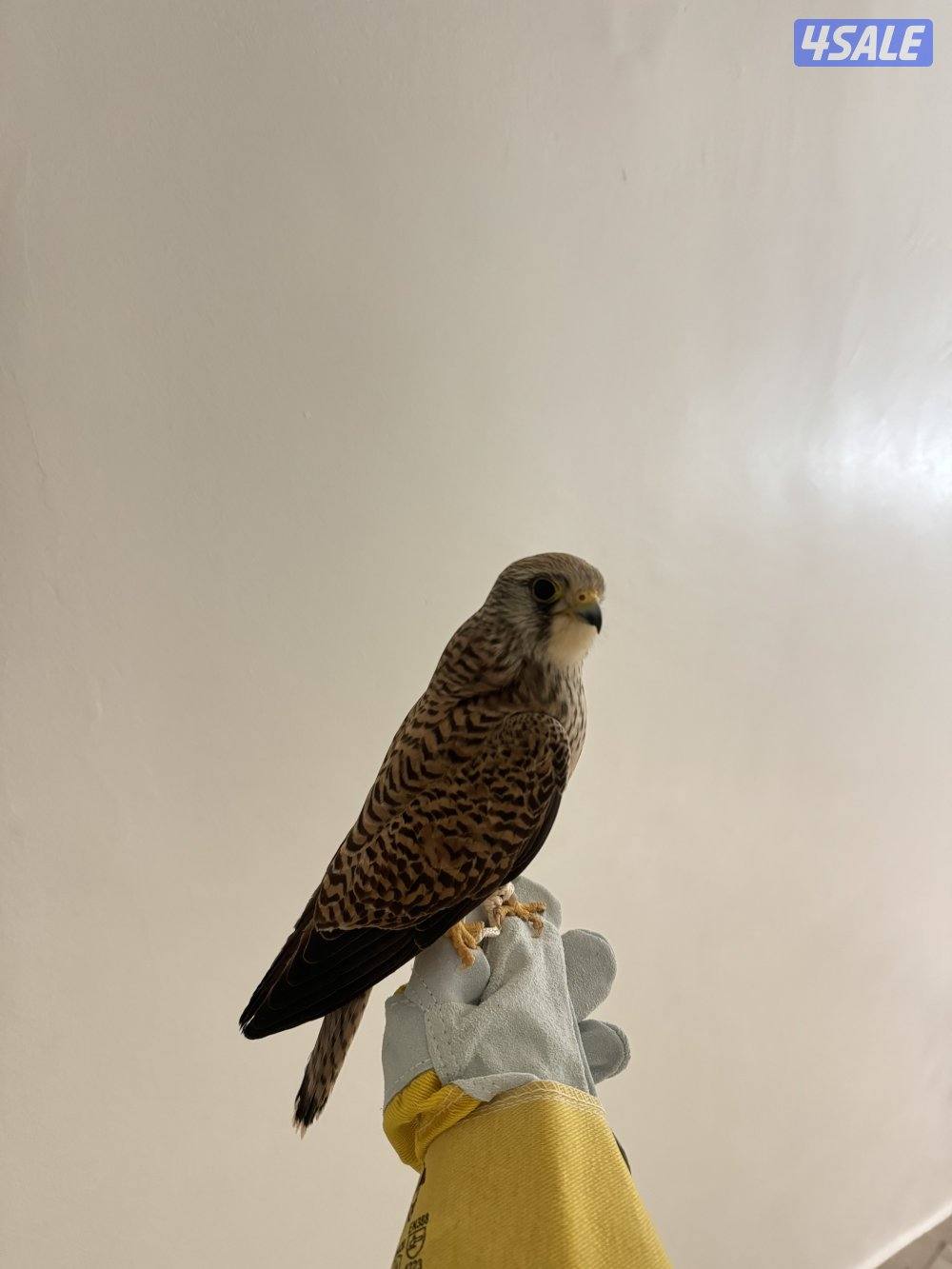 للبيع بأشق3