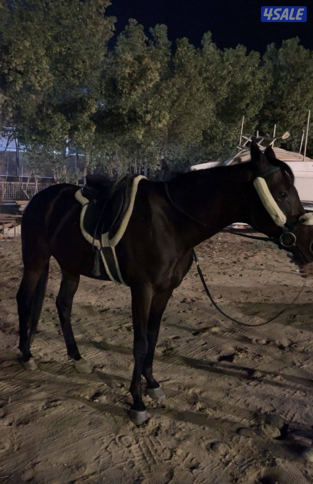 حصان فرنسي هادي يصلح للكبار والصغار شرط السلم0