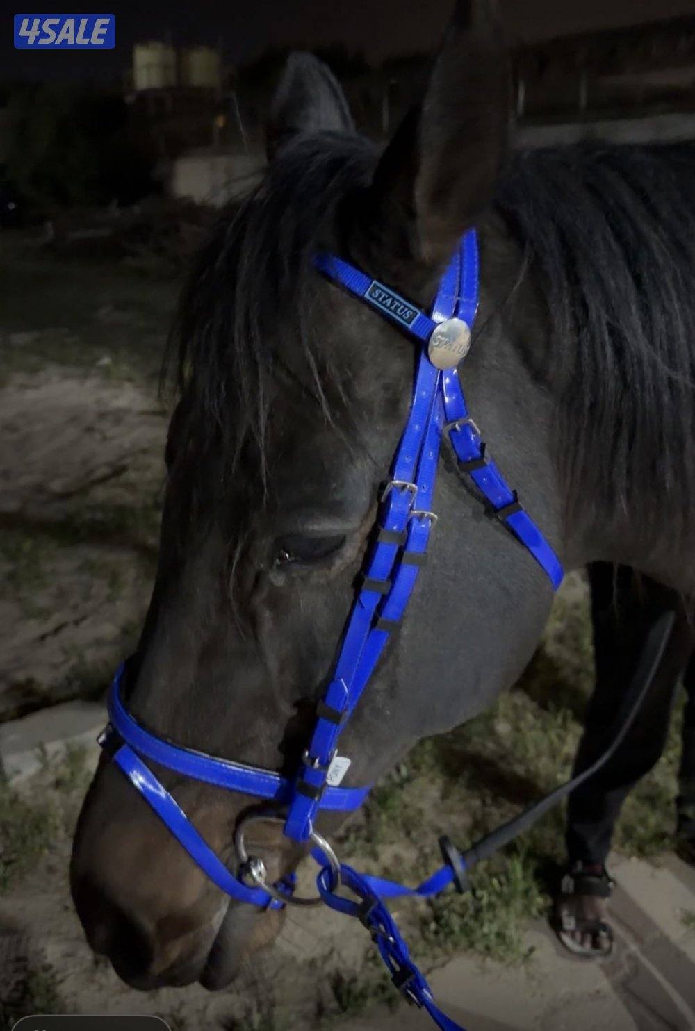 حصان فرنسي هادي يصلح للكبار والصغار شرط السلم1