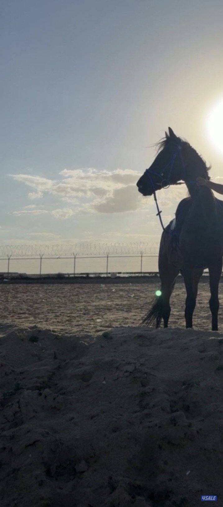 حصان فرنسي هادي يصلح للكبار والصغار شرط السلم2