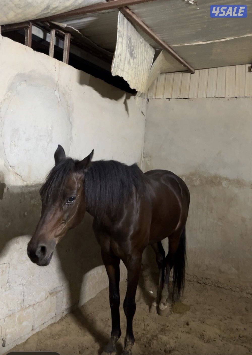 حصان فرنسي هادي يصلح للكبار والصغار شرط السلم3