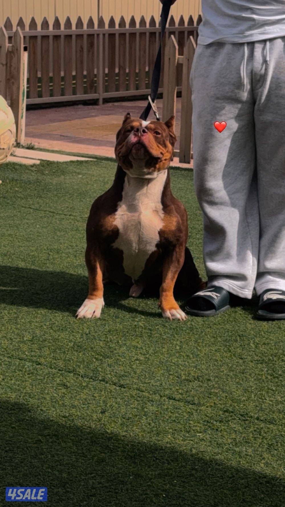 امريكن بولي فل بدقري p-dax0