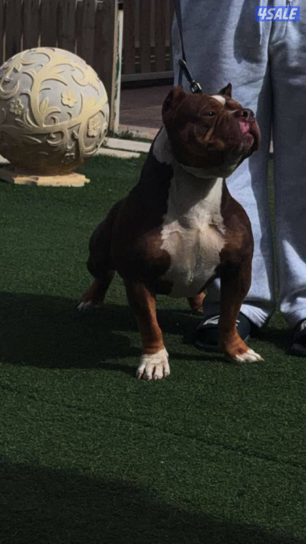 امريكن بولي فل بدقري p-dax1