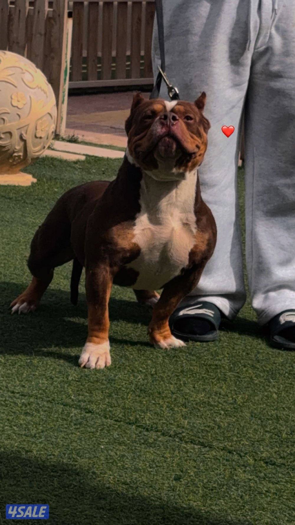 امريكن بولي فل بدقري p-dax2