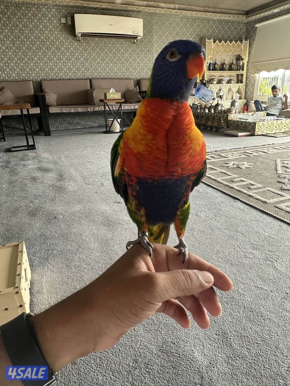 للبيع لوري ربوة0