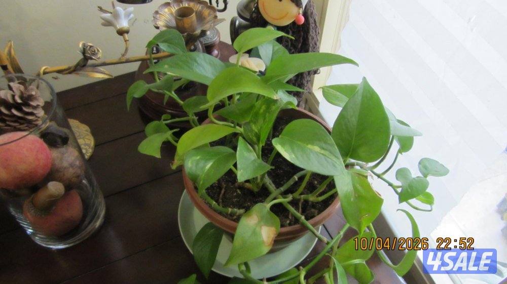 كاميرا كانون is220 كامل اغراضها دش شوف تصويرها8