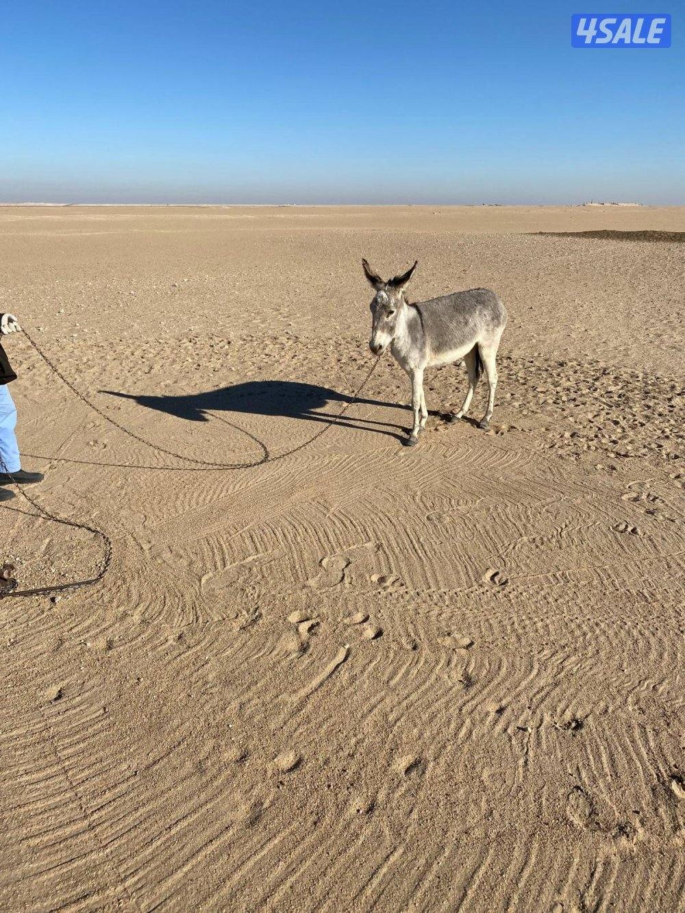 للبيع حمارة غنم2