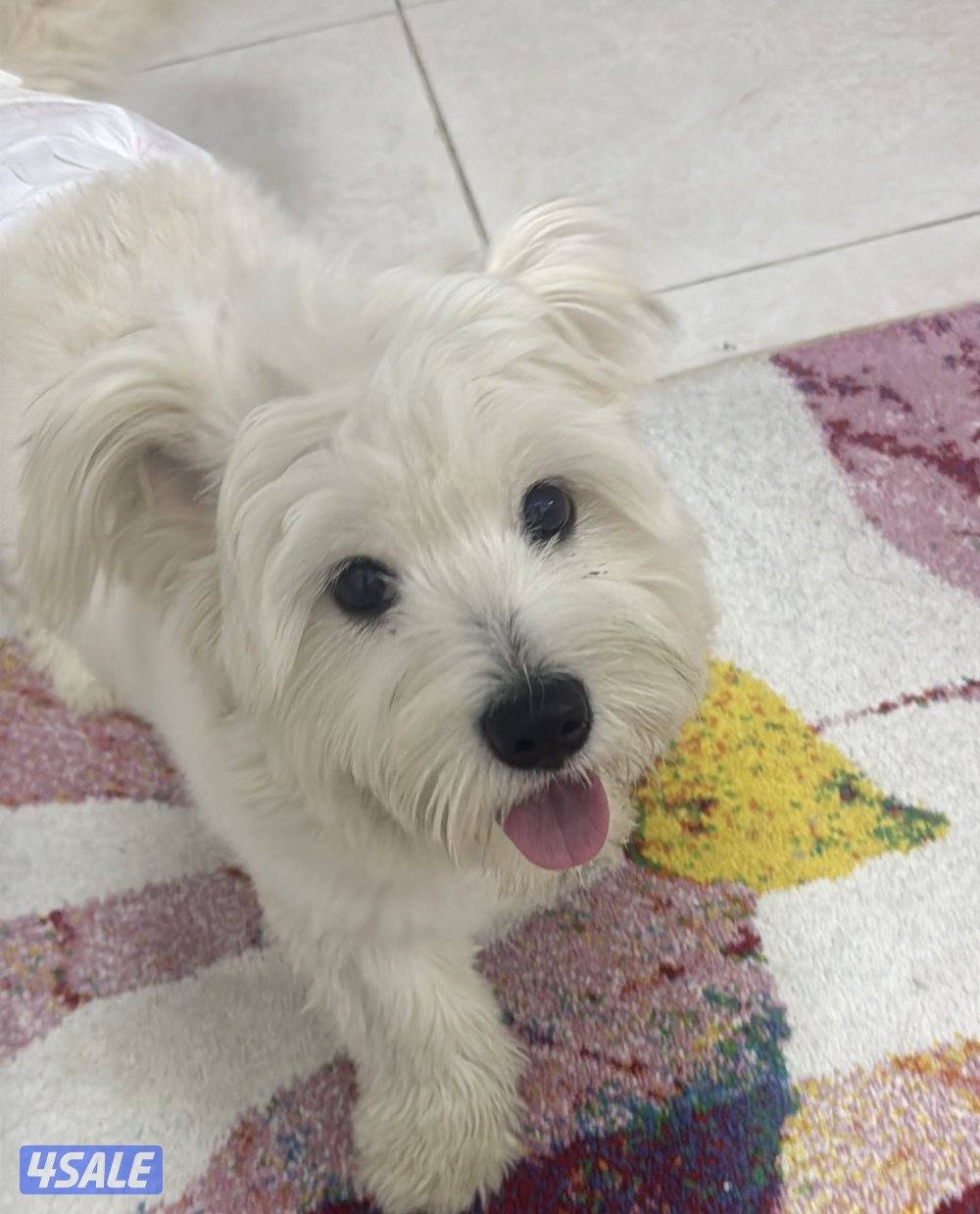 كلبه نوع مالتيز عمرها ٦ شهور  لعوبه. حنونه دلوعه للجادين فقط0