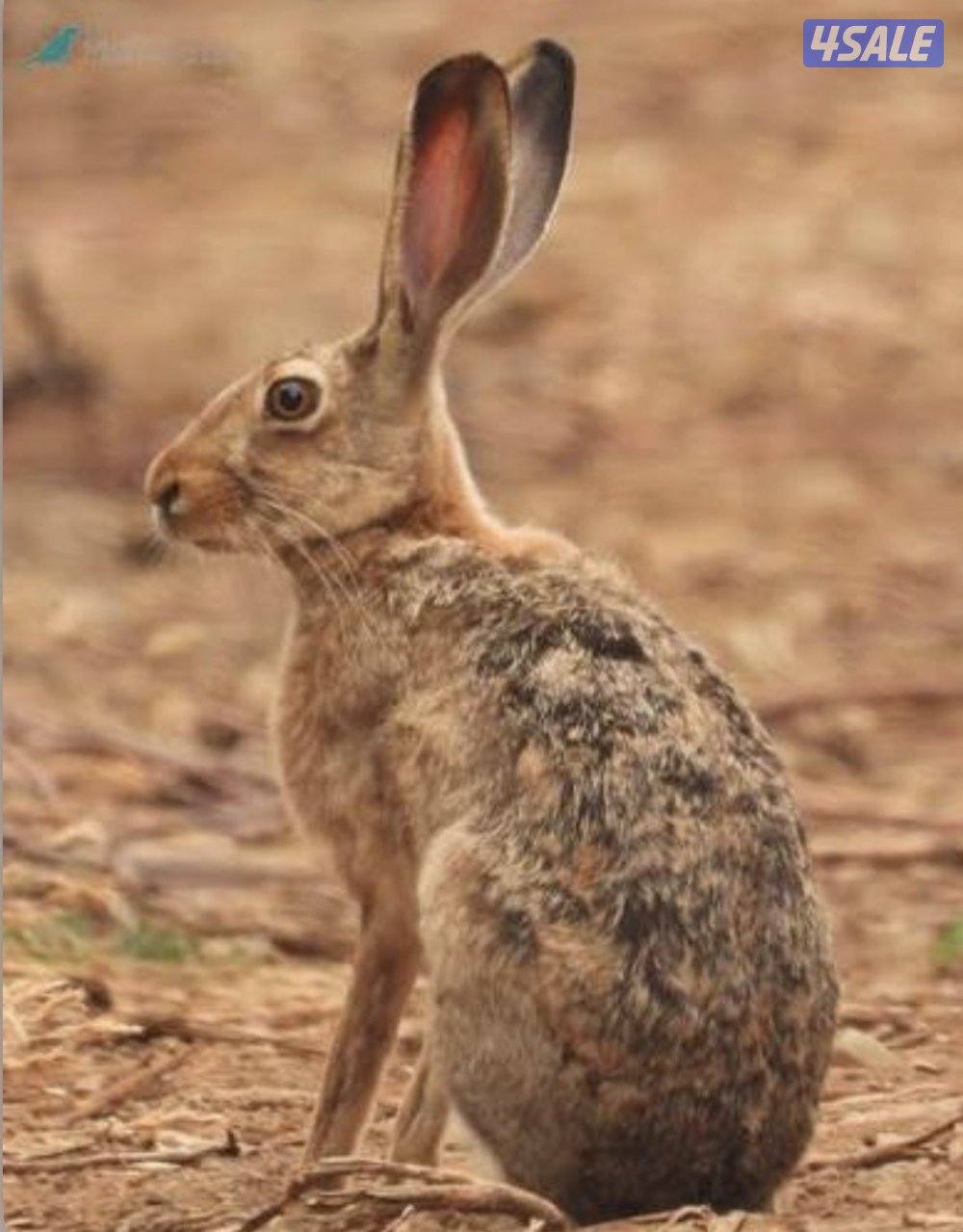 للبيع ارنب بري ذكر0