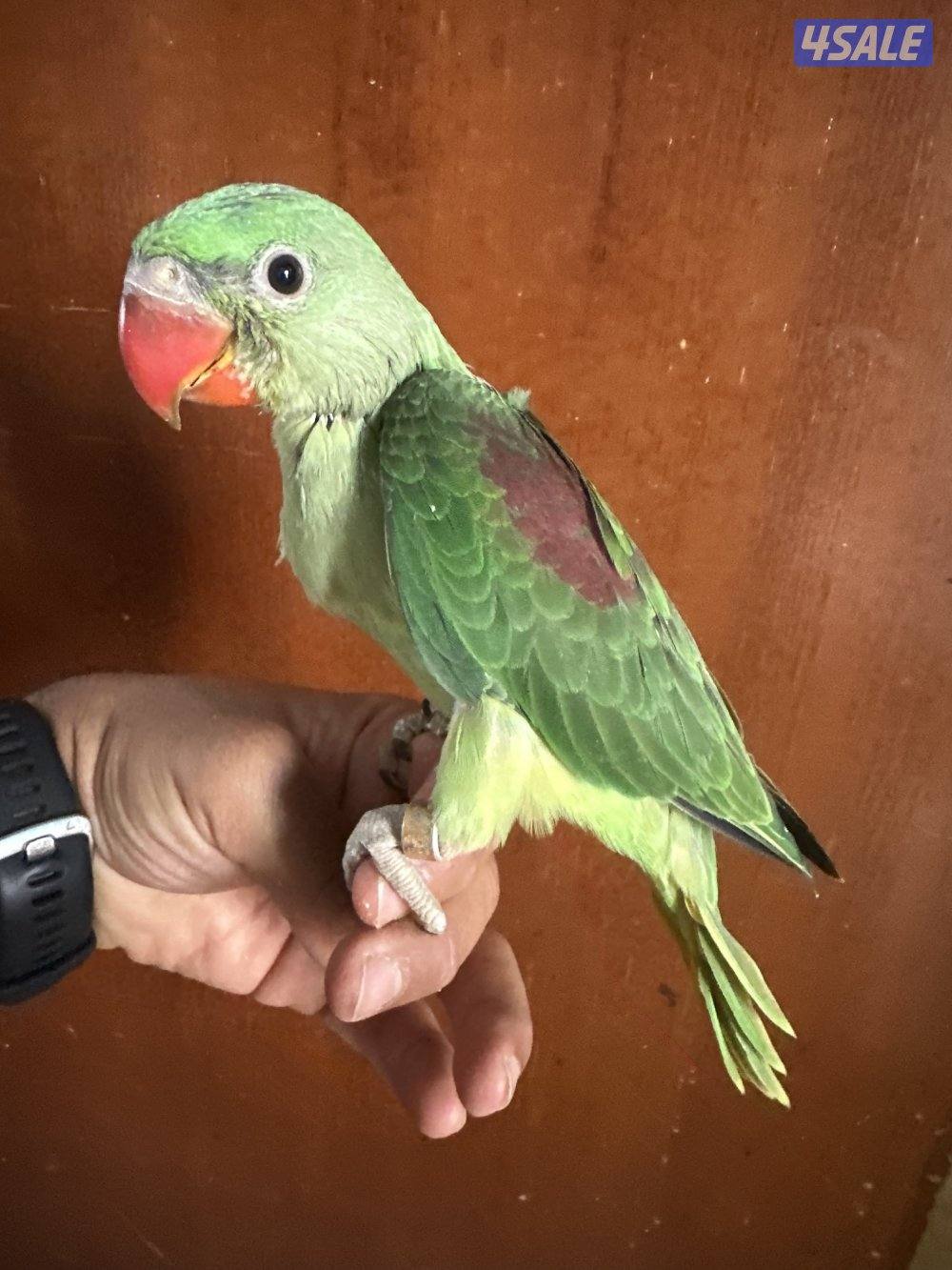 فرخ بيبي متوه نيبالي عس0