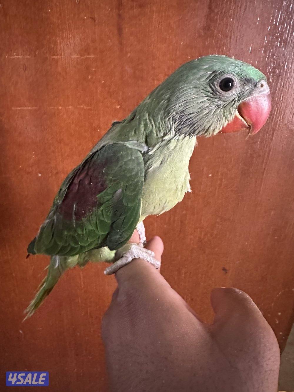 فرخ بيبي متوه نيبالي عس1