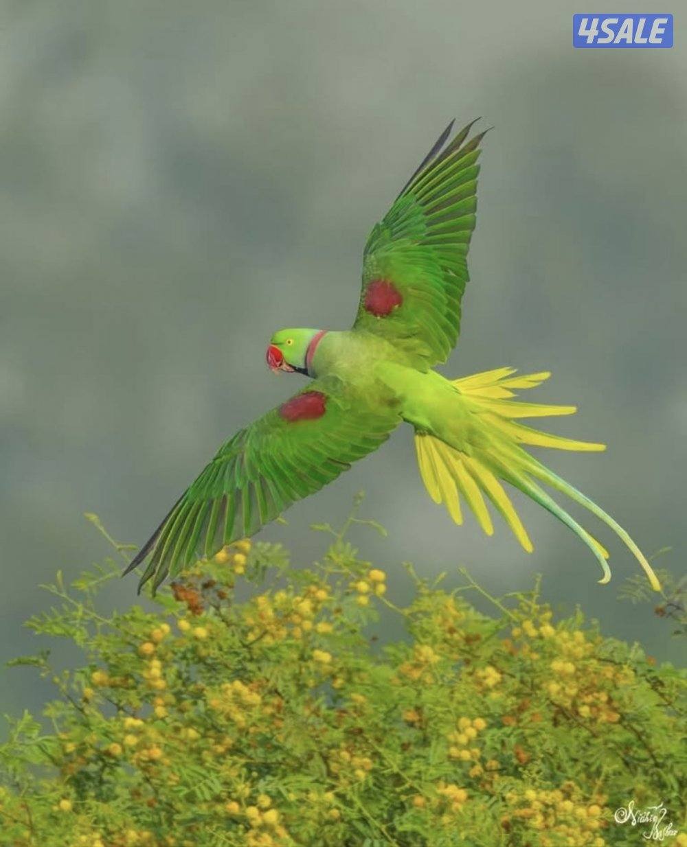 فرخ بيبي متوه نيبالي عس2