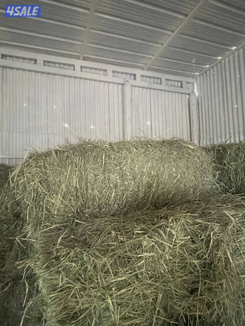 ربطات بلو بنك ناشف قياس 1.0 في 50 من 18 ال 20كم3