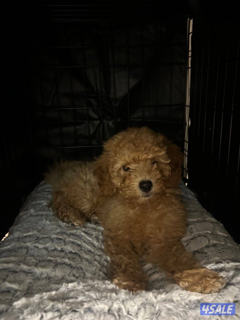 Toy Poodle1
