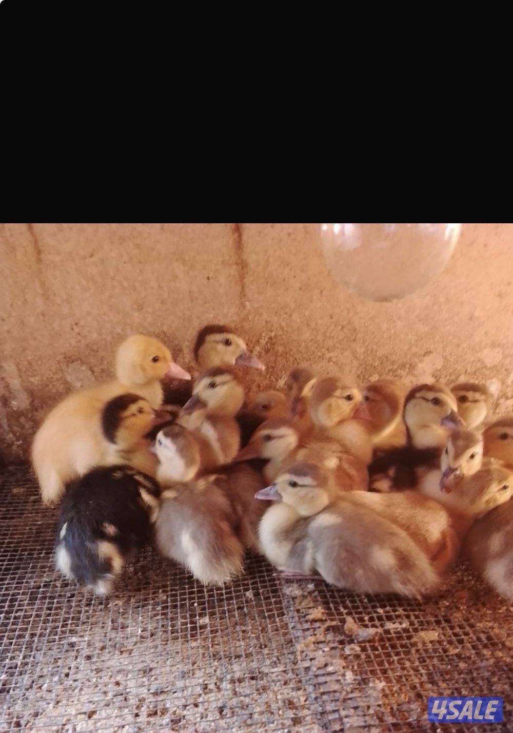 السلام عليكم للبيع فروخ بط مصري العمر شهر1