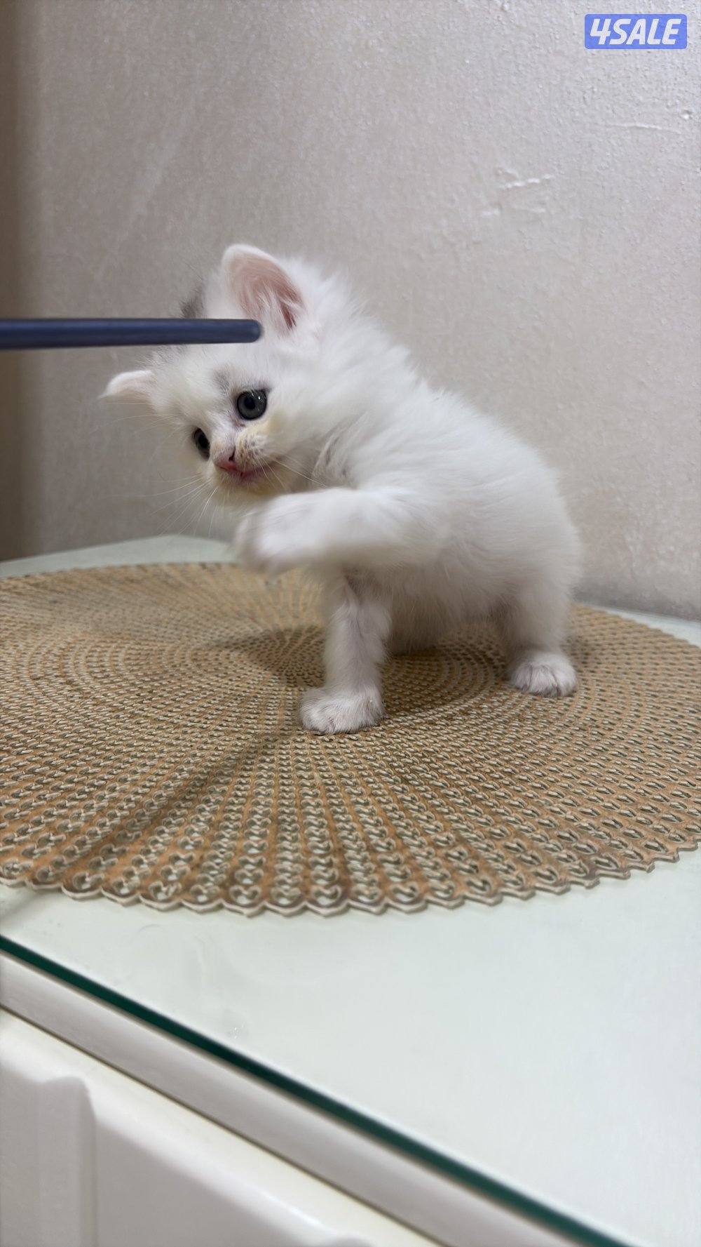 البيع برتش لونق هير0