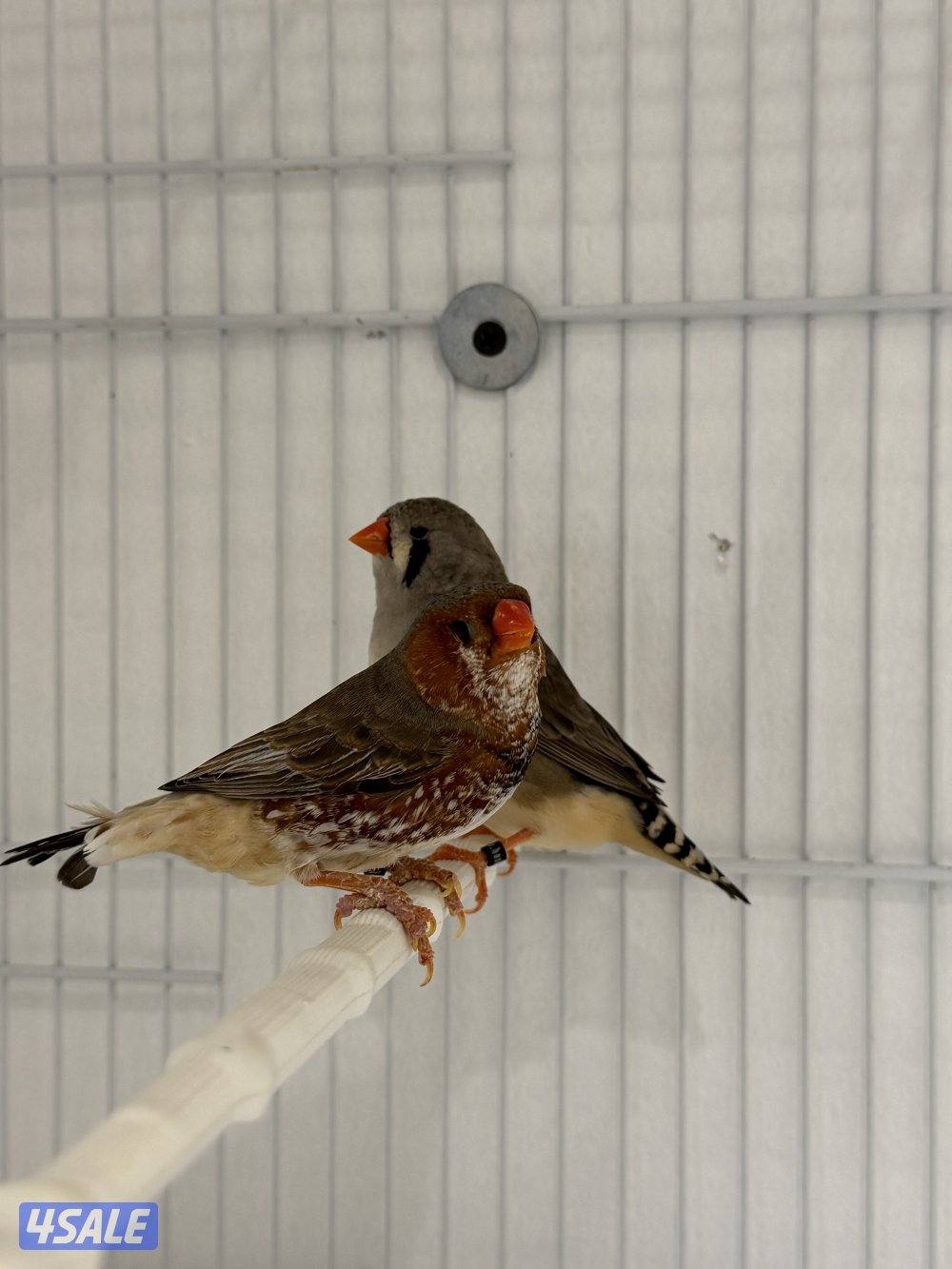 زوجين زيبرا مع فروخهم0