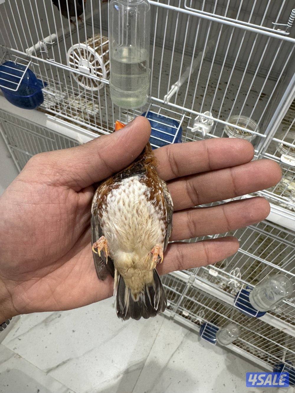 زوجين زيبرا مع فروخهم1