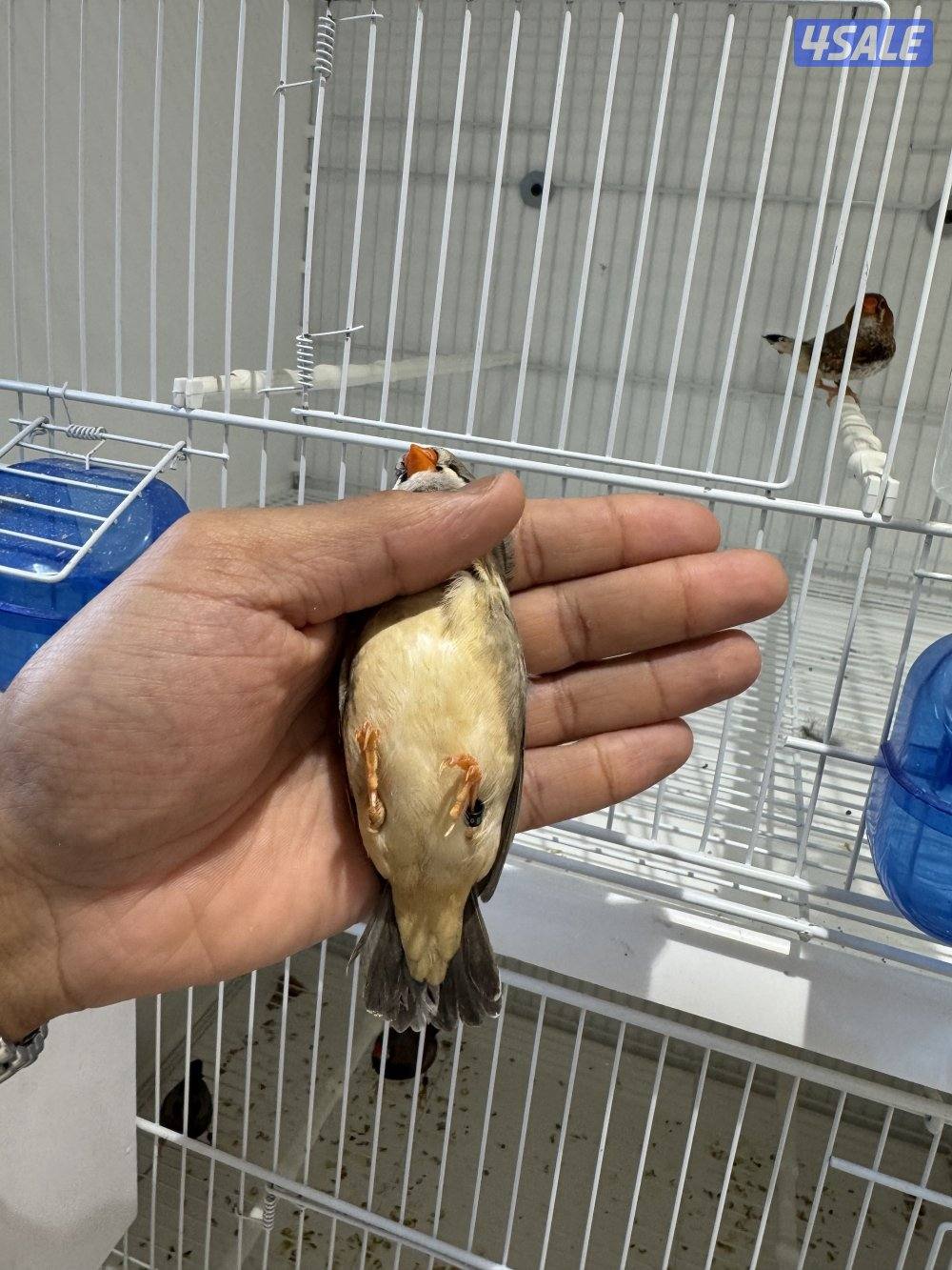 زوجين زيبرا مع فروخهم2