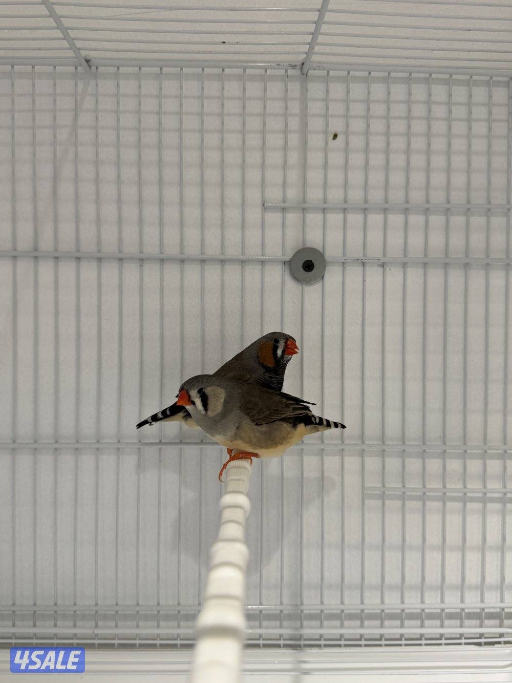 زوجين زيبرا مع فروخهم3