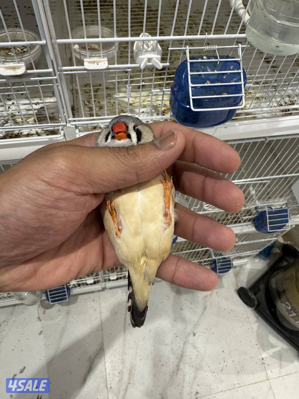 زوجين زيبرا مع فروخهم4