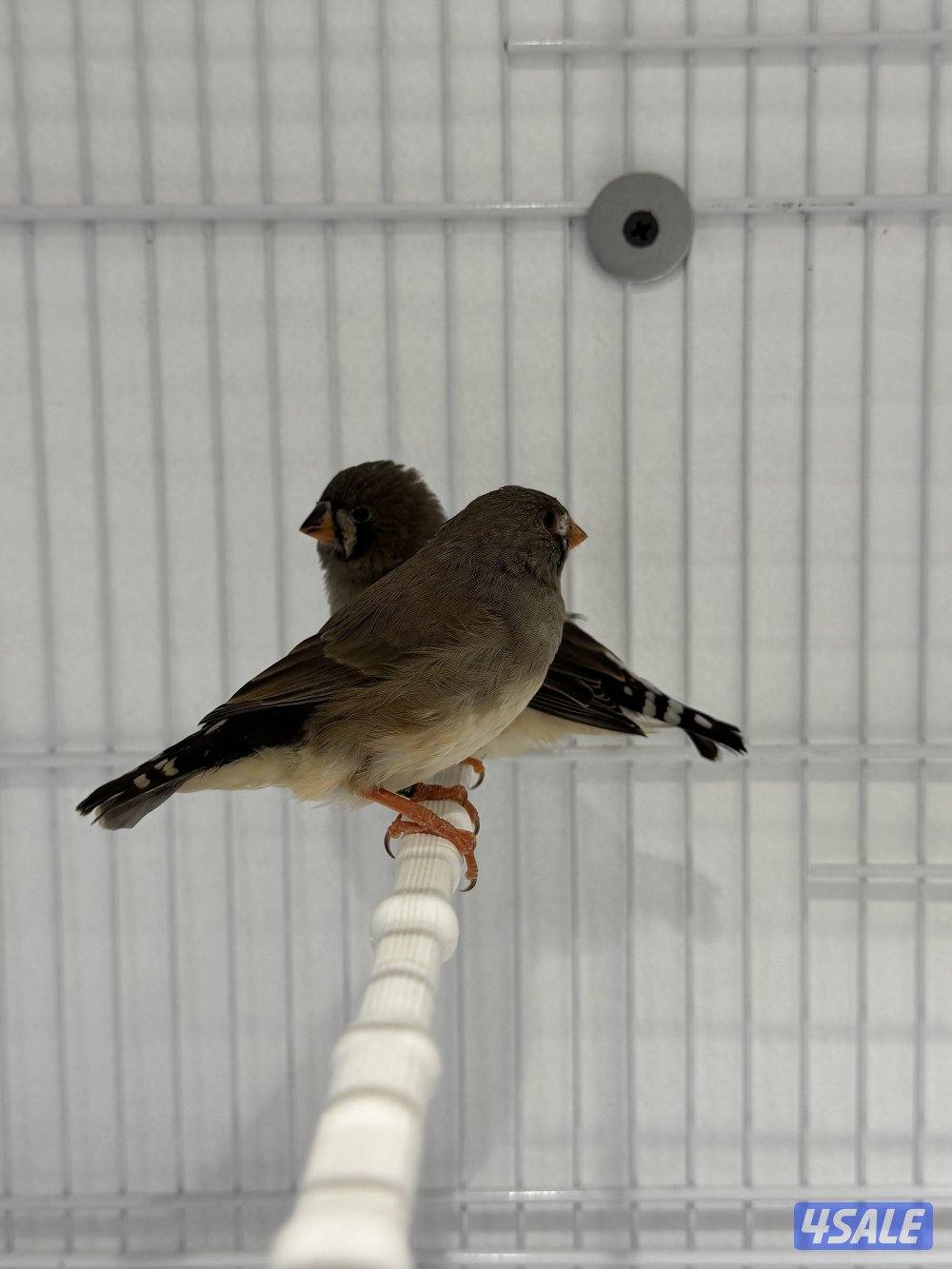 زوجين زيبرا مع فروخهم5