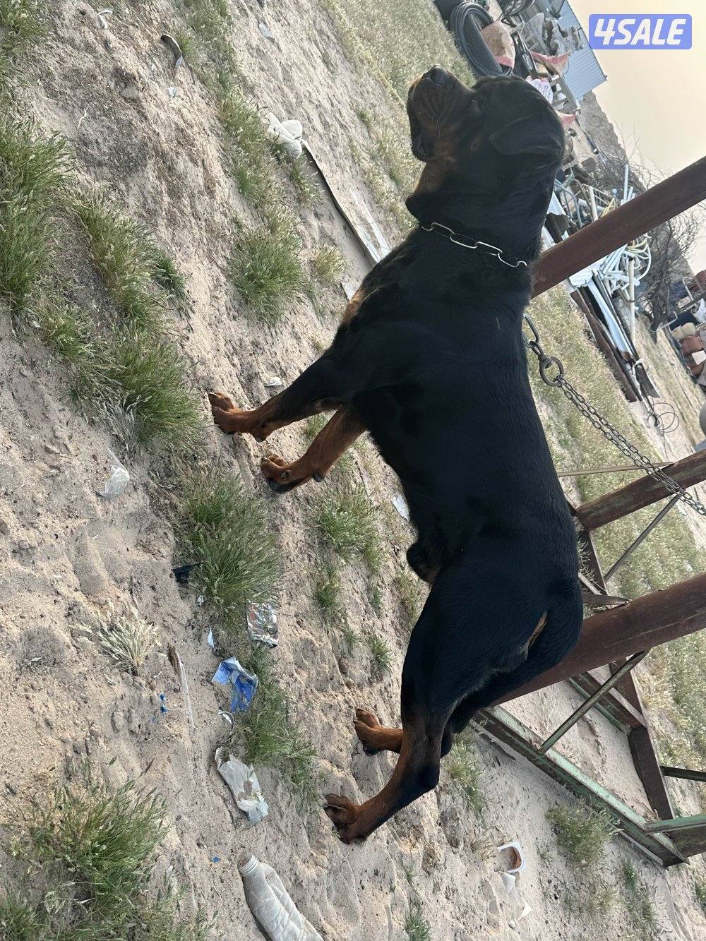 للبيع روت وايلر1