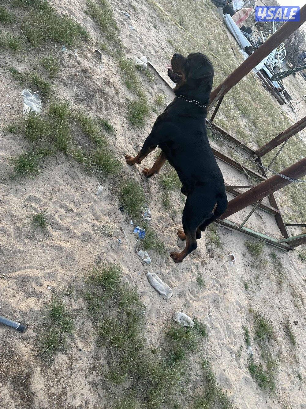 للبيع روت وايلر2