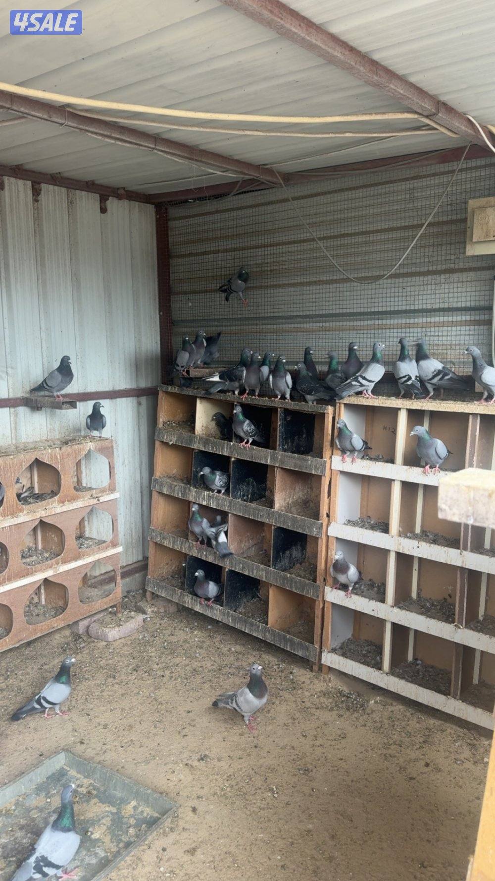 زاجل ازواج0