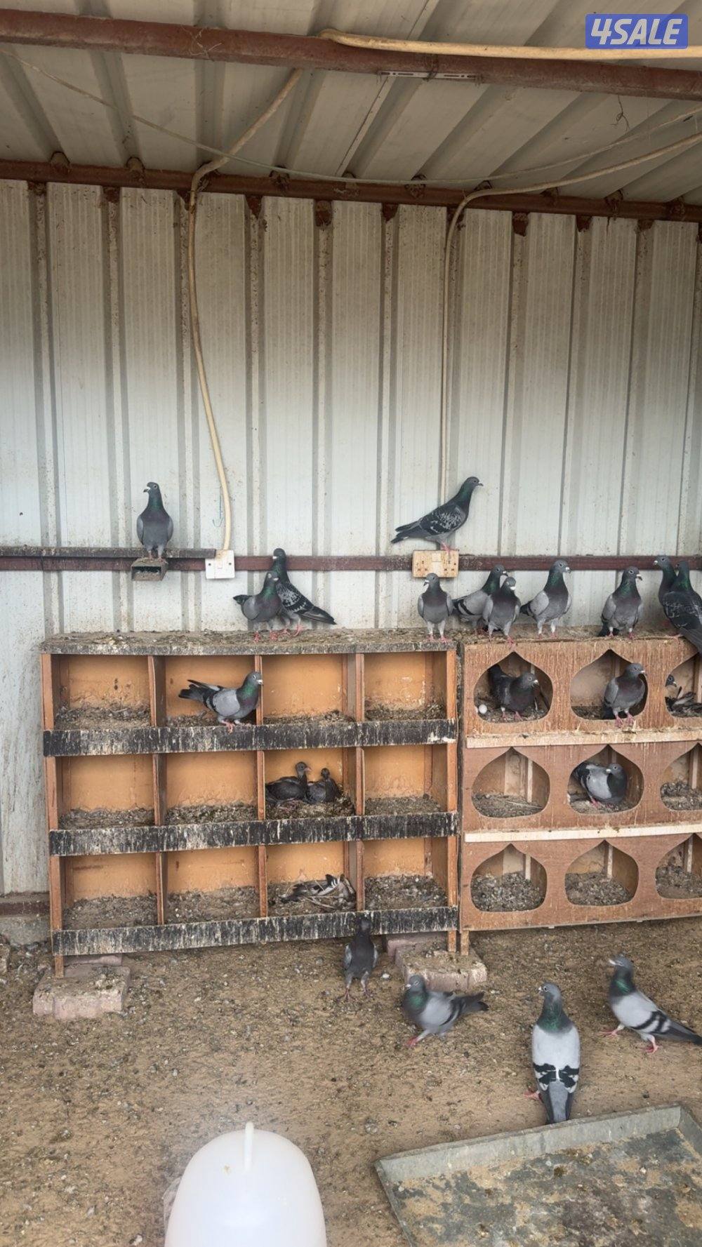 زاجل ازواج1