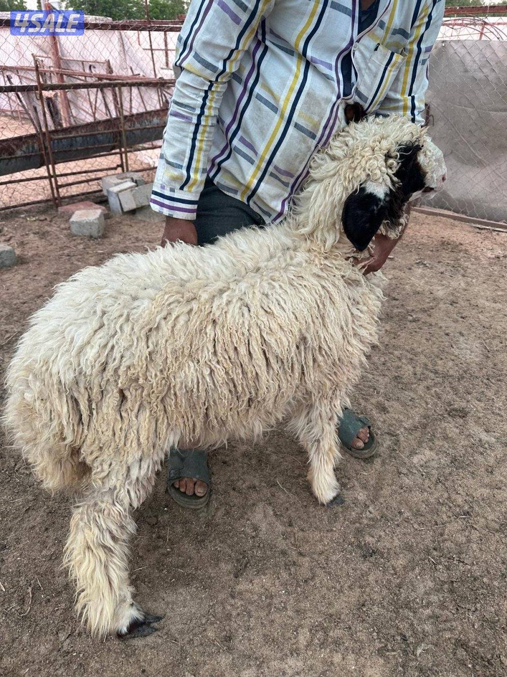 للبيع رخال وخروف0