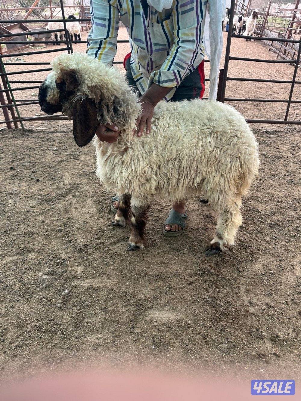 للبيع رخال وخروف1