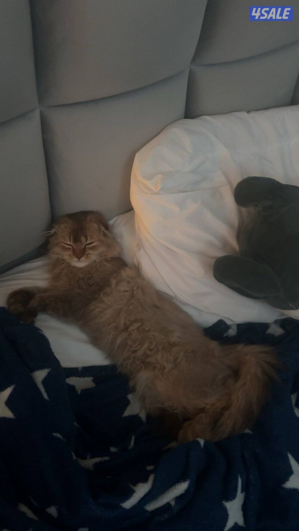 سكوتش فولد0