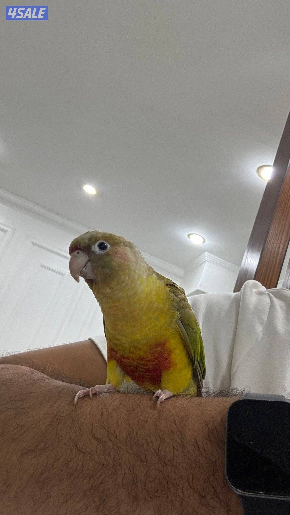 للبيع كنيور ربوه0