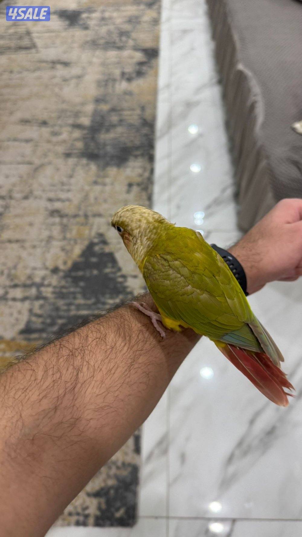 للبيع كنيور ربوه1