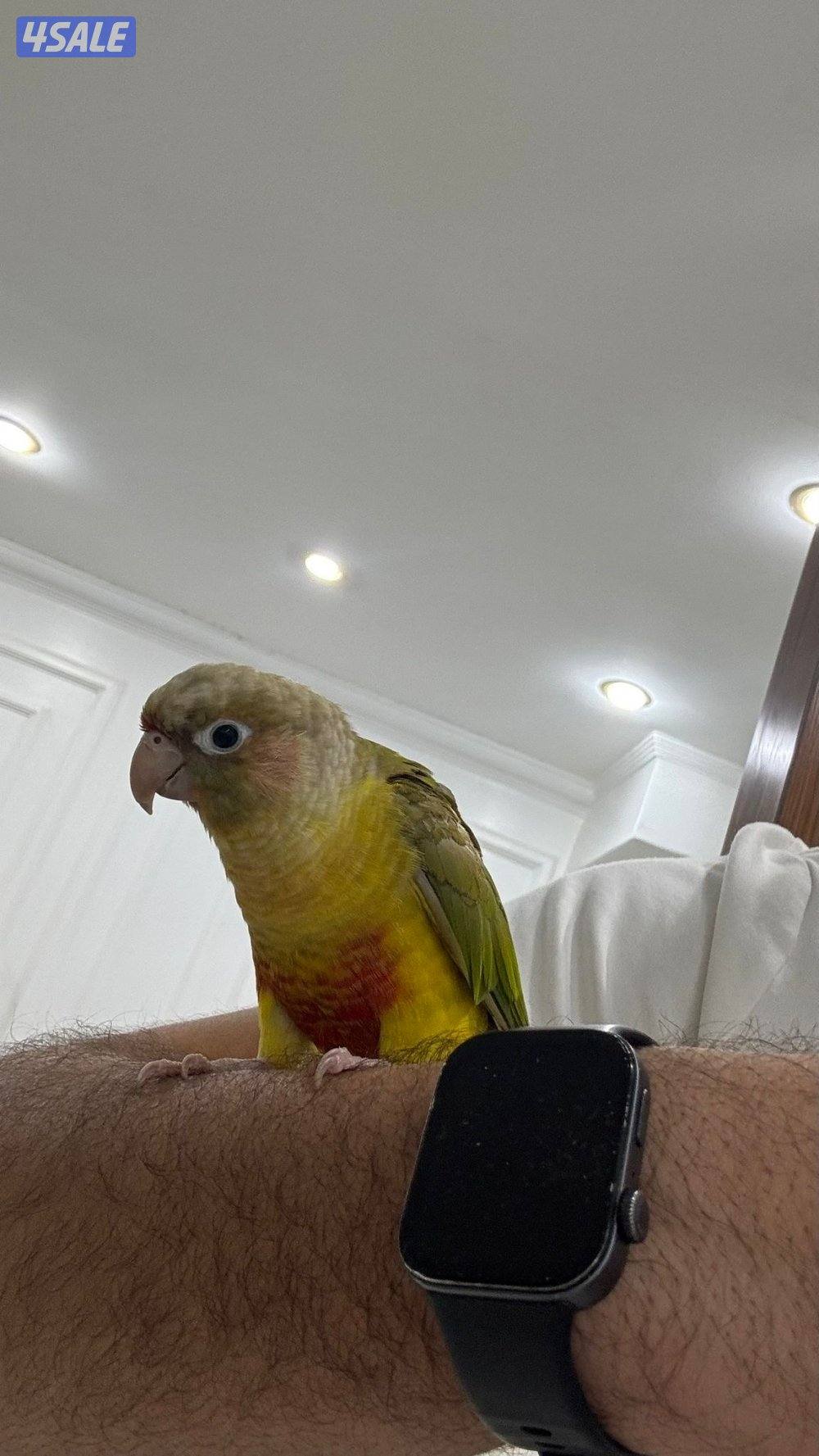 للبيع كنيور ربوه2