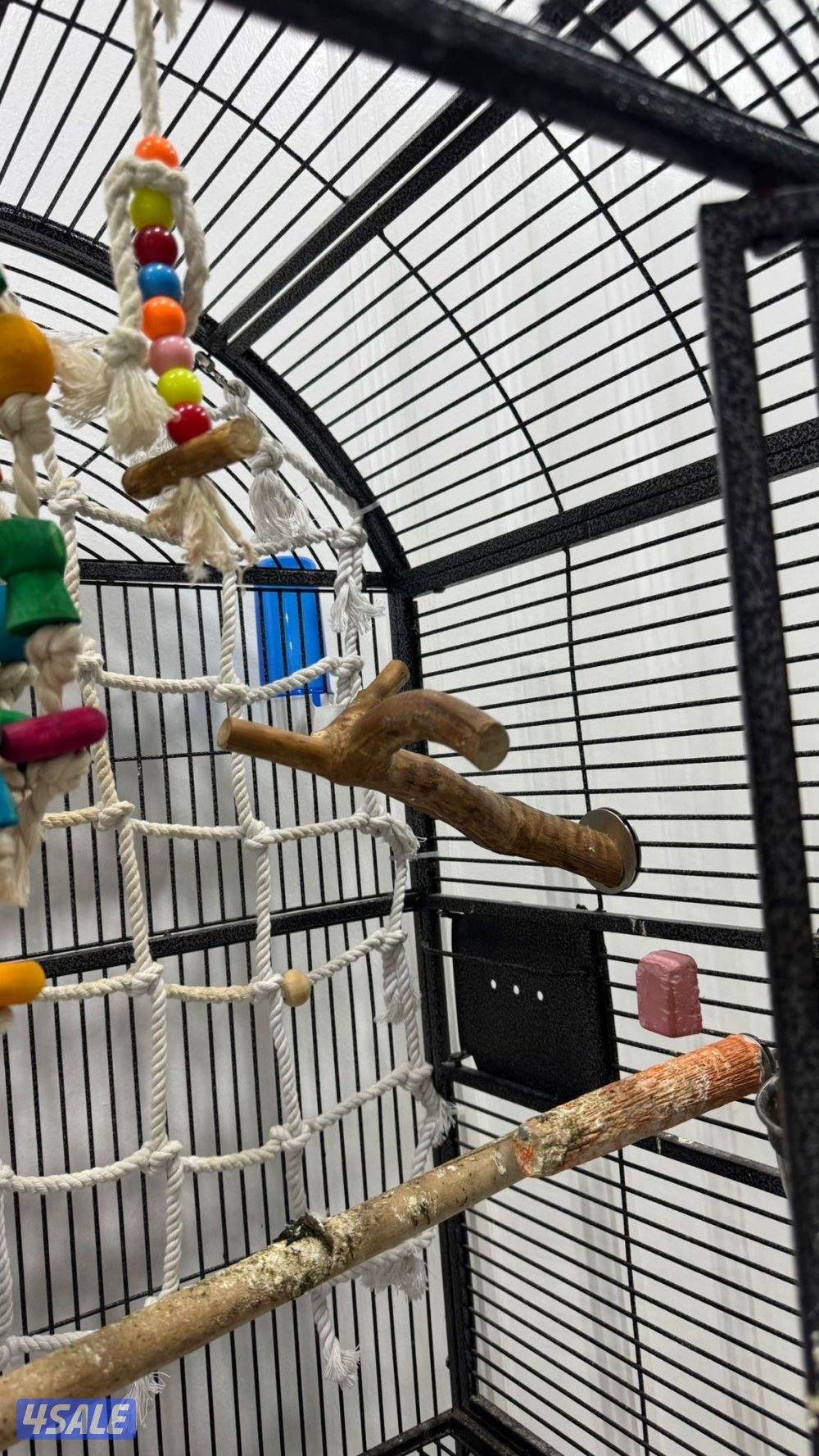 للبيع كنيور ربوه3