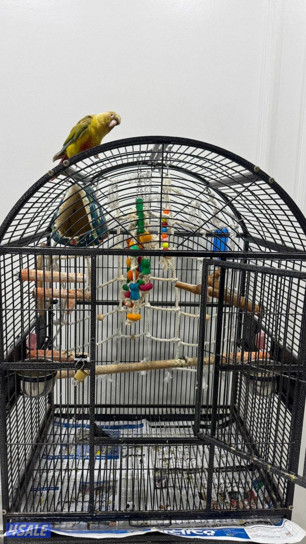 للبيع كنيور ربوه4