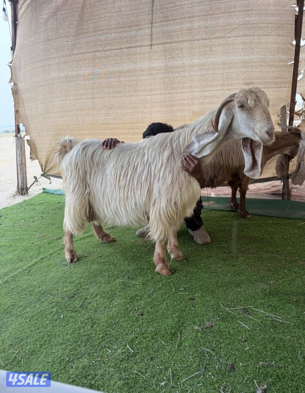 ✨للبيع عنزين فواخر✨0