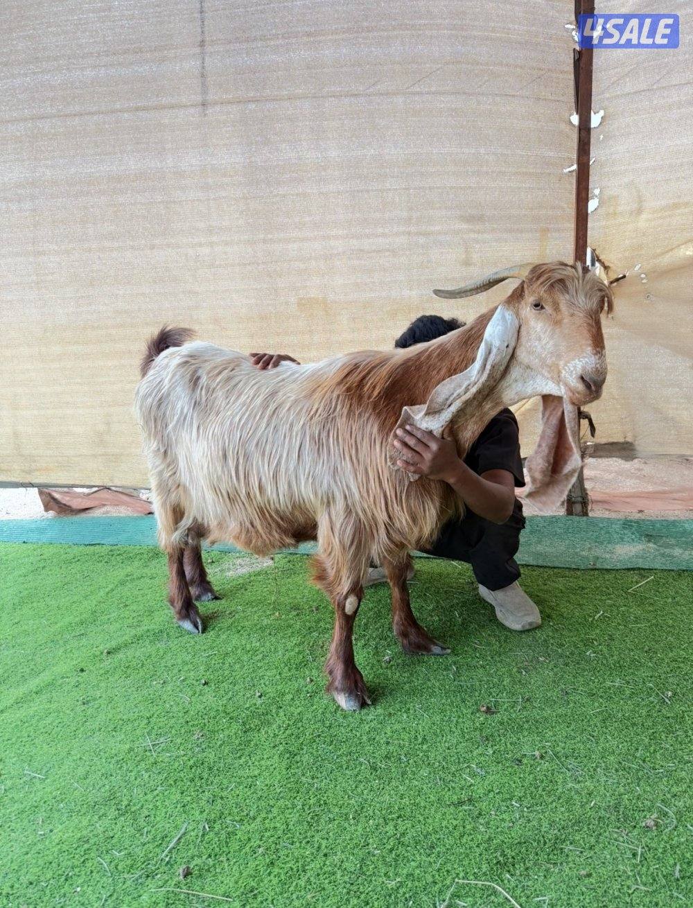 ✨للبيع عنزين فواخر✨1