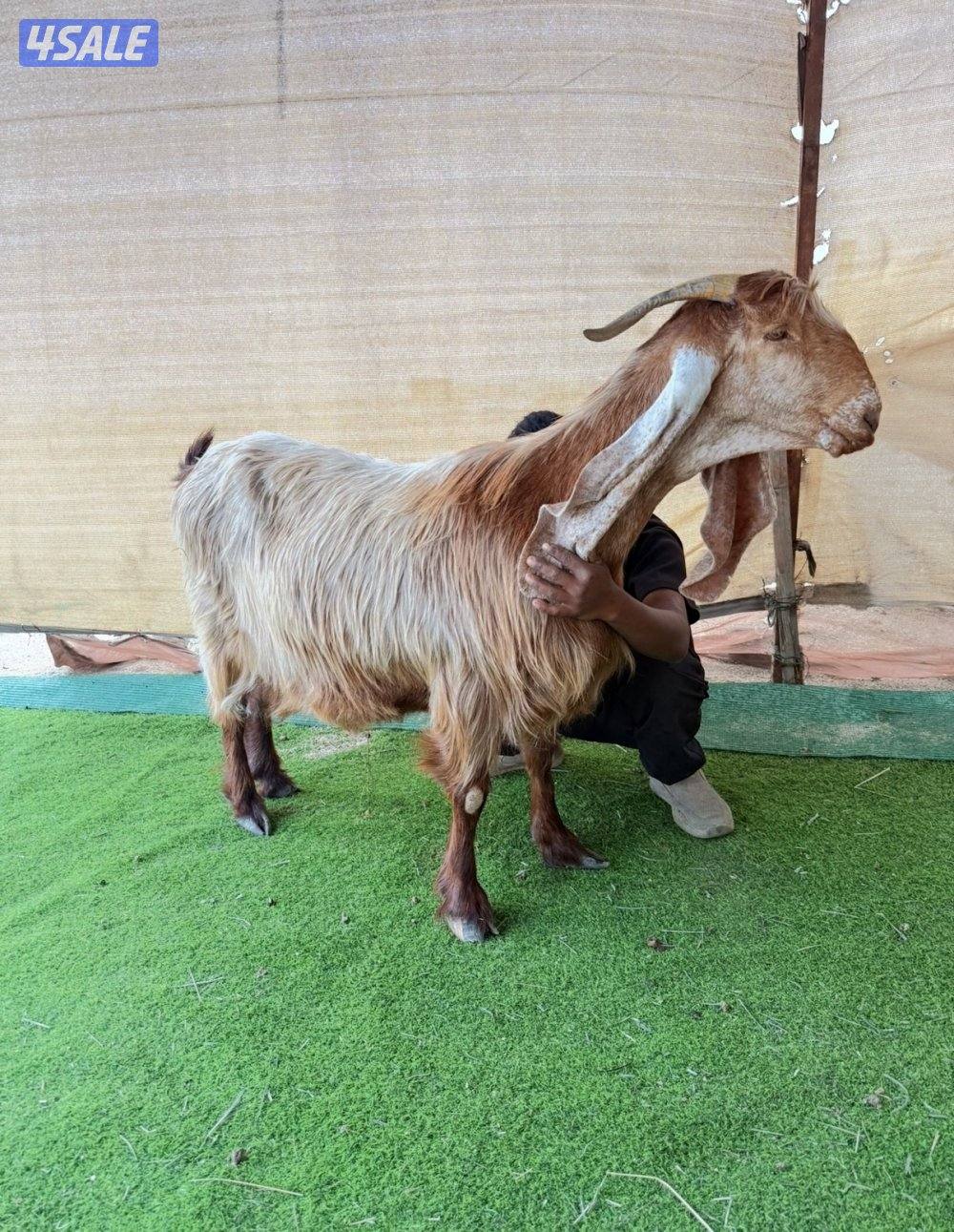 ✨للبيع عنزين فواخر✨2