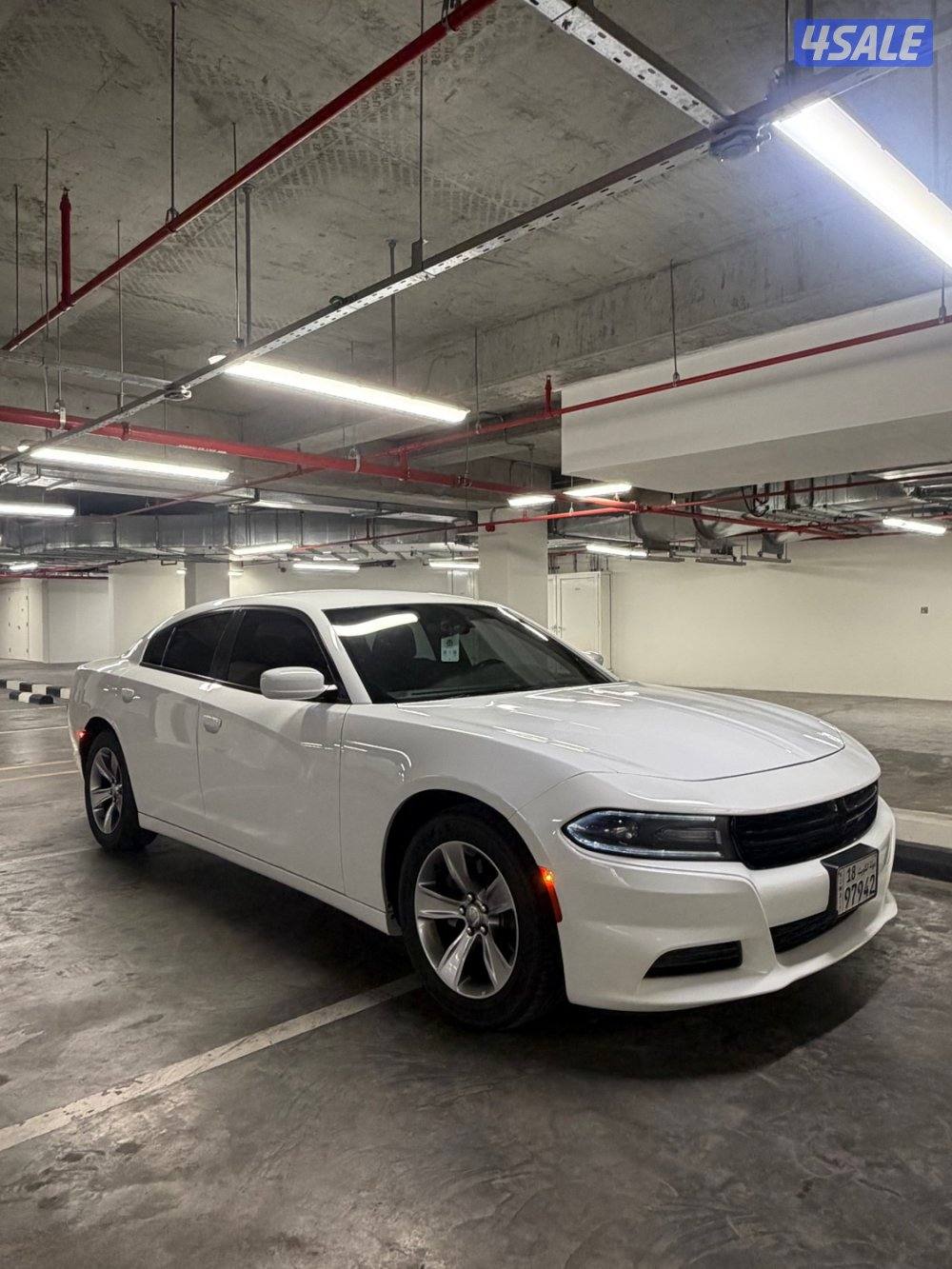 للبيع دوج صبغ الوكالة1