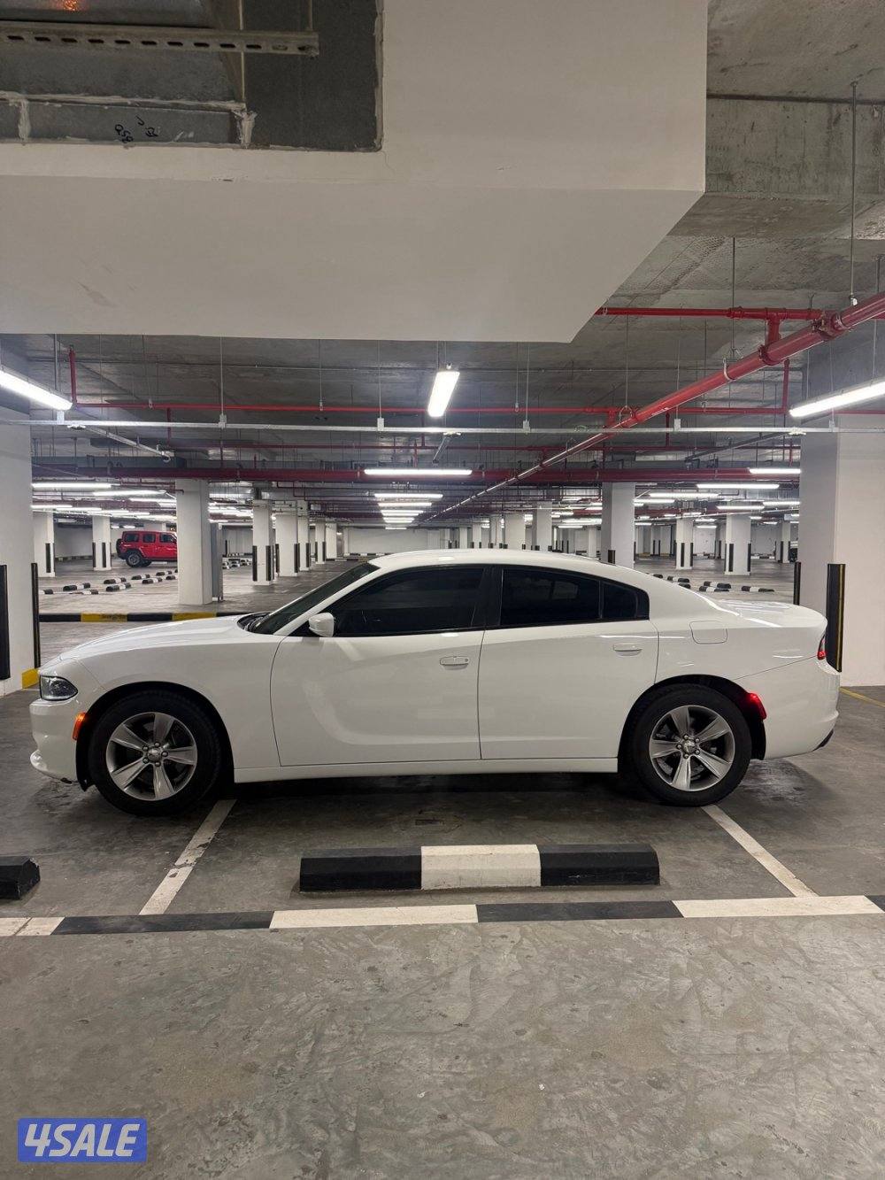 للبيع دوج صبغ الوكالة2