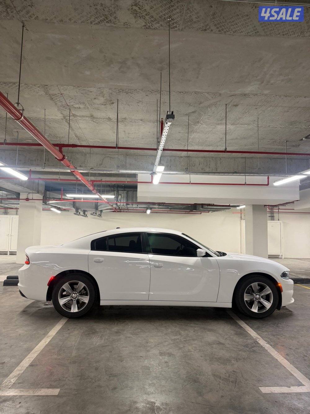 للبيع دوج صبغ الوكالة4