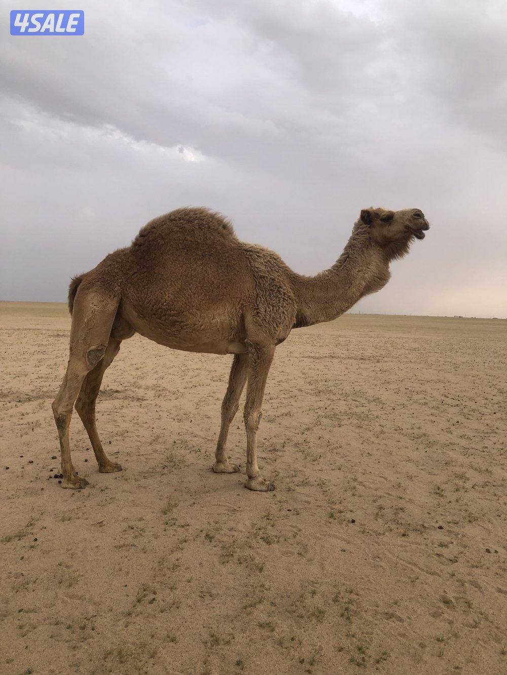 لبيع ناقه شعلاء0