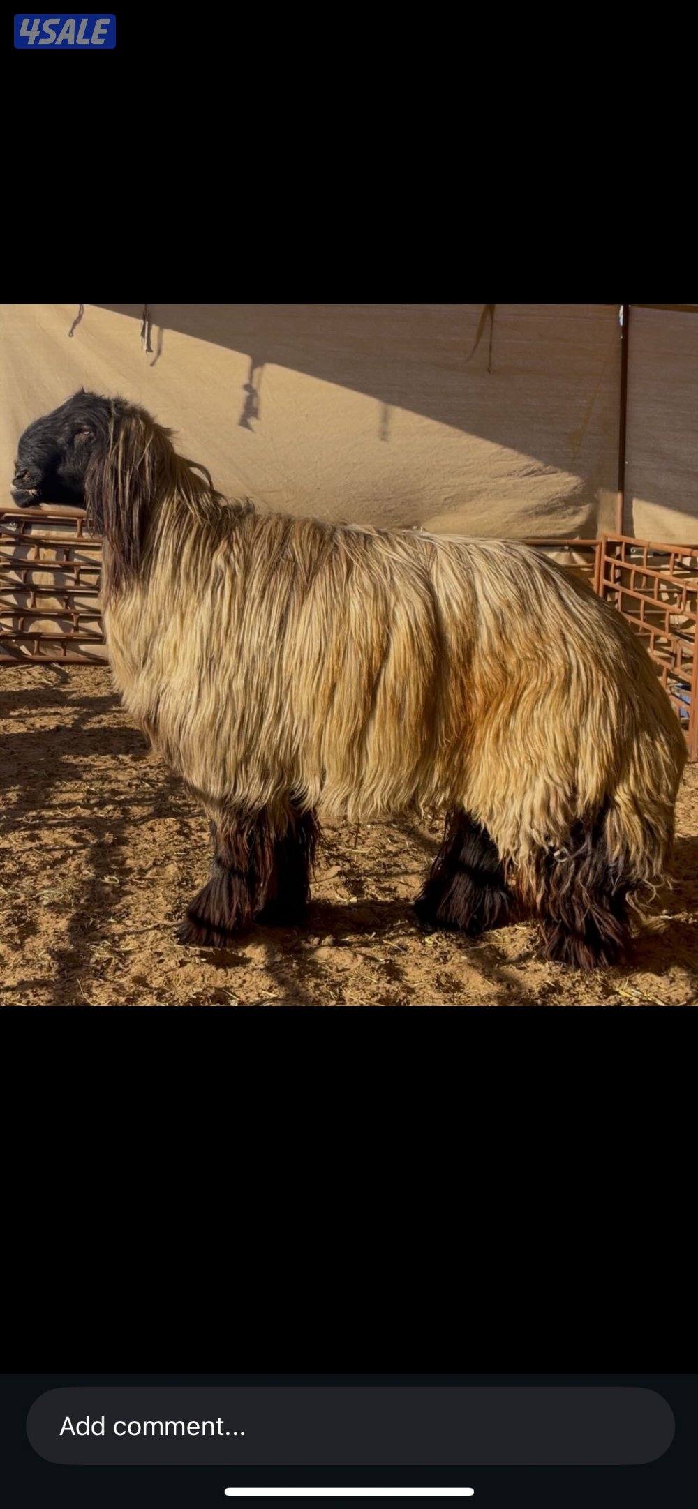 مطلوب عرب مراح كامل0