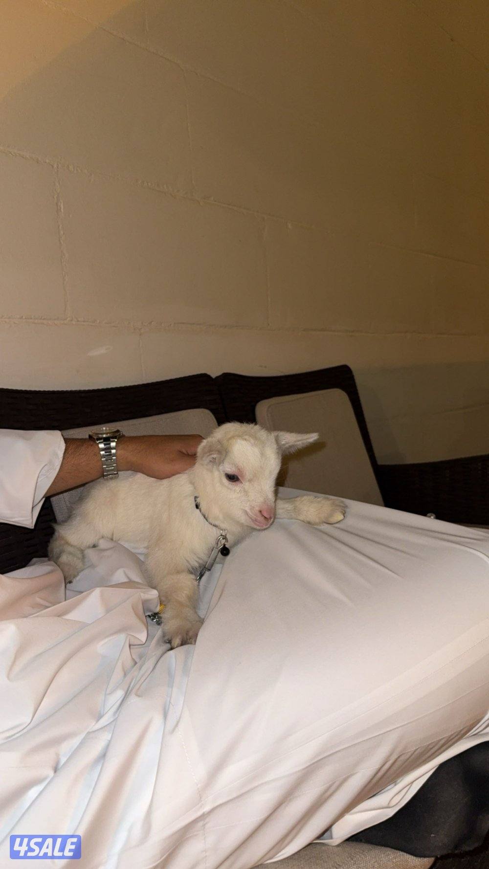 للبيع ماعز0