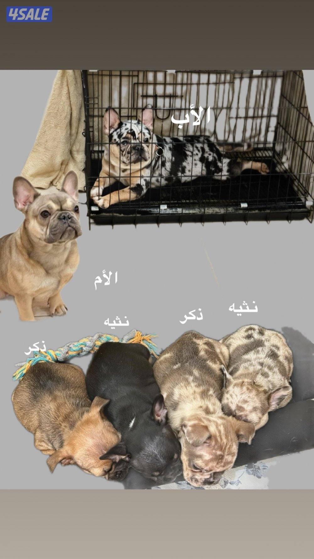 فرنش بولدغ جراء0