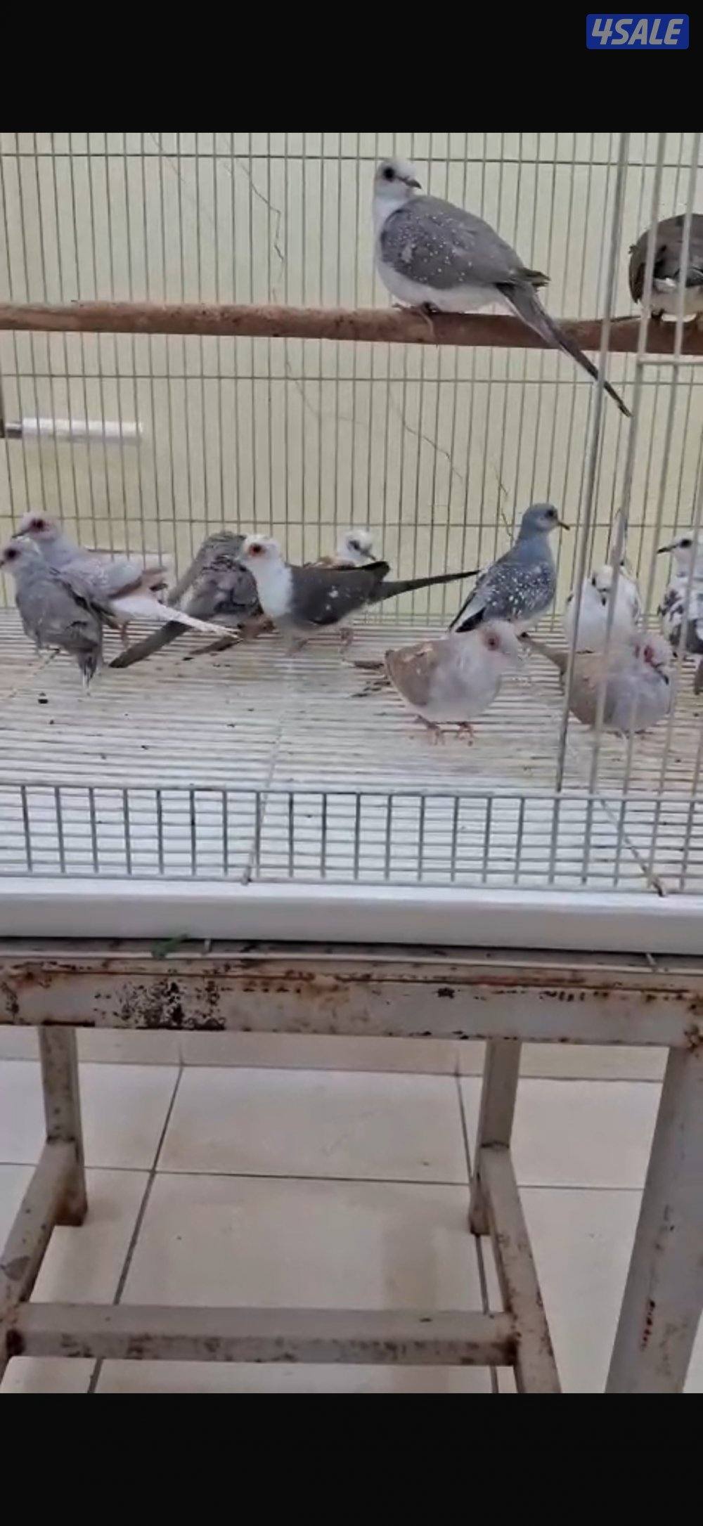 للبيع محمية يمام عدد ثنعش حبه على السوم0